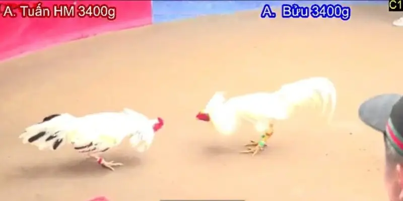Dịch vụ xem đá gà trực tuyến phát sóng ổn định, hình ảnh sắc nét
